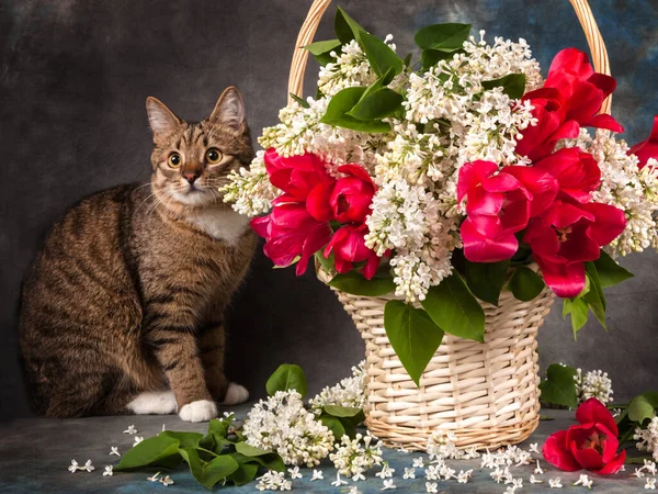 Vrolijk Stilleven Kat Witte Mand Met Lila Bloemen Rode Tulpen — Stockfoto