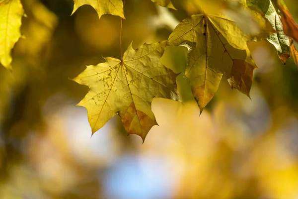 Fundo Outono Bordo Amarelo Parte Bokeh Espaço Cópia Imagens De Bancos De Imagens