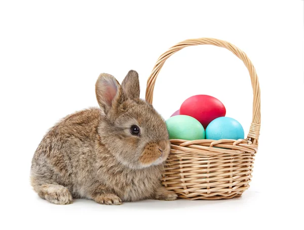 Canasta de conejo y Pascua — Foto de Stock