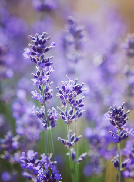 Violette Lavendelblüten — Stockfoto
