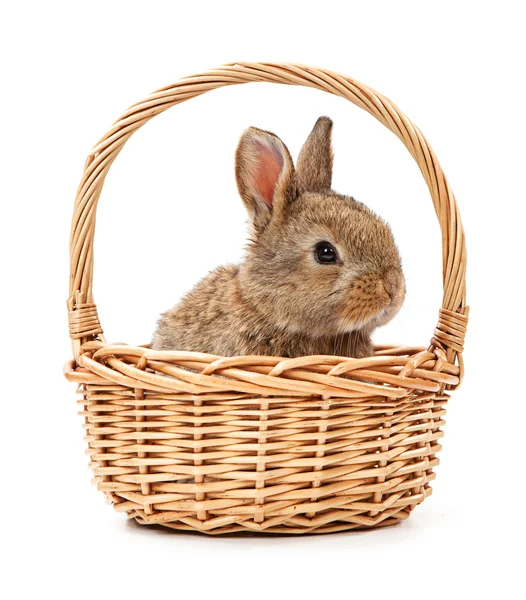 Bunny in  basket — Stock Photo, Image