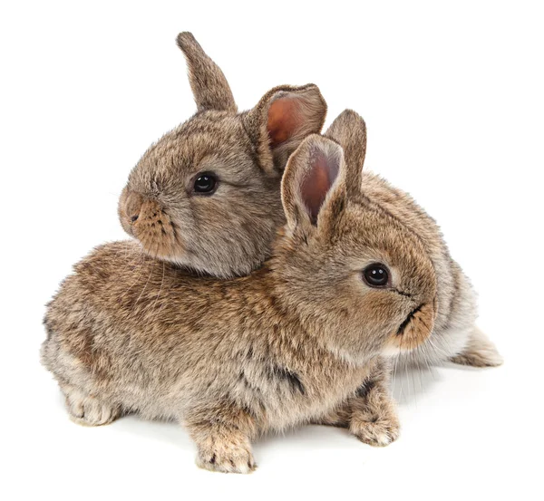 Дві маленькі кролики — стокове фото