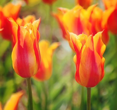 Turuncu lale çiçekleri