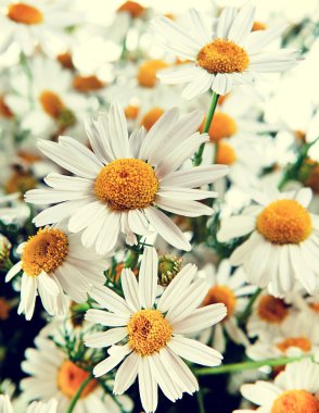 güzel papatya çiçeği