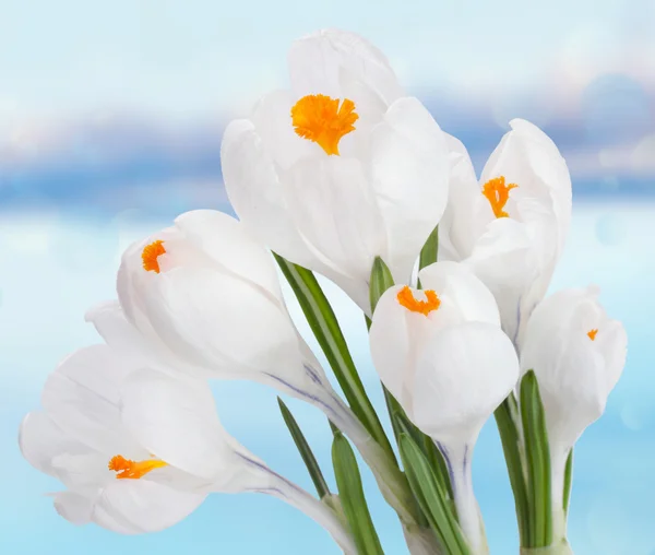 Białe kwiaty krokusa — Zdjęcie stockowe