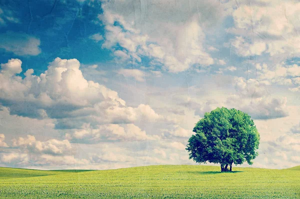 Поле и дерево . — стоковое фото