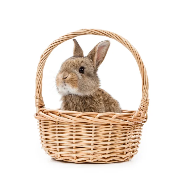 Bunny in  basket — Stock Photo, Image