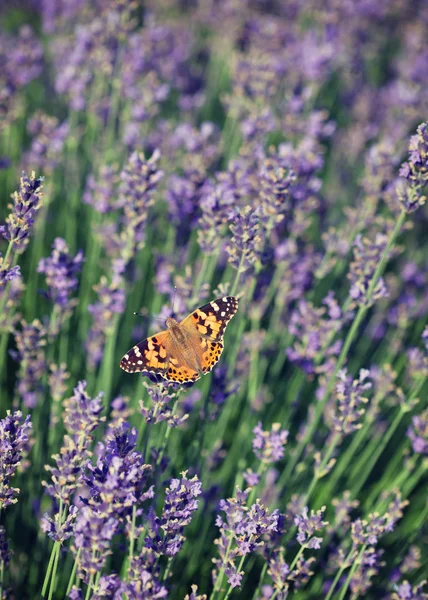Бабочка на лавандовых цветах . — стоковое фото