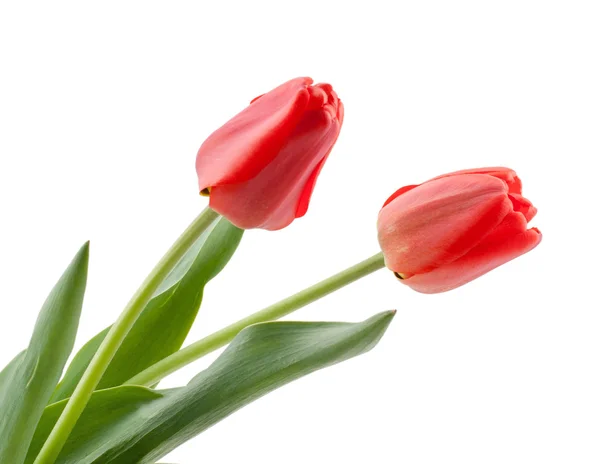 Fiori di tulipano rosso — Foto Stock