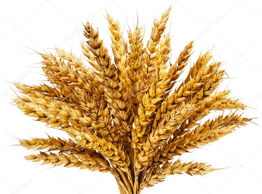Spikelets of wheat