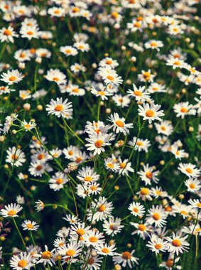 Beyaz papatya çayır