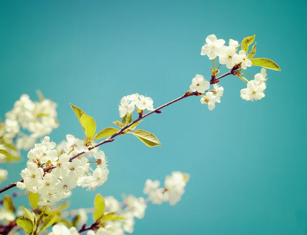 Ramo dei fiori di ciliegio . — Foto Stock