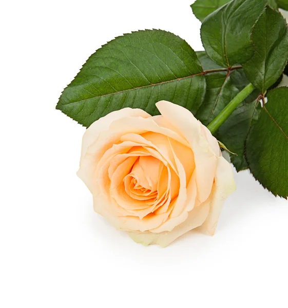 Beautiful single rose — Stock Photo, Image