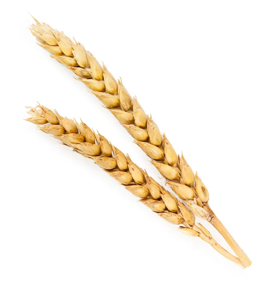 Two ripe wheat ears — Stock Photo, Image