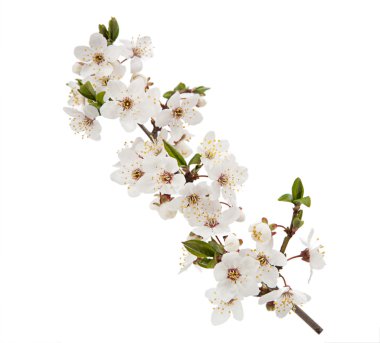 Kiraz çiçek şube