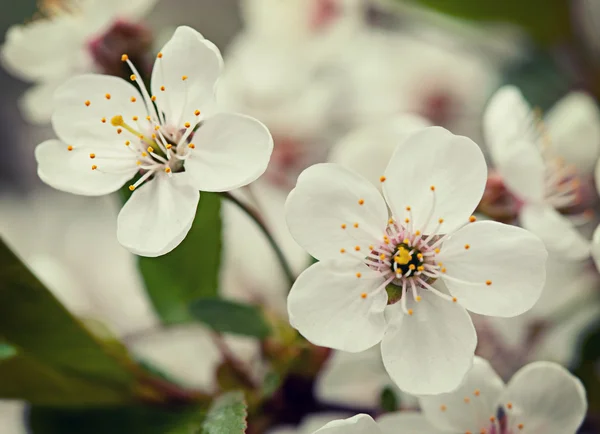 Backrgound kwiat wiśni — Zdjęcie stockowe