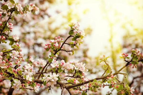 Cherry blossoming branch — Stock Photo, Image