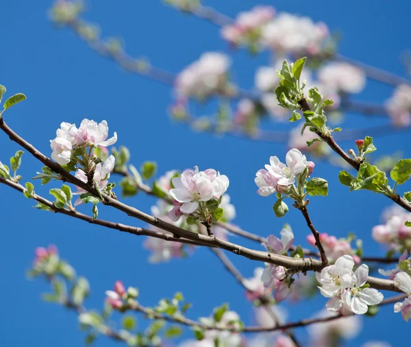 Zweig der Apfelblüte — Stockfoto