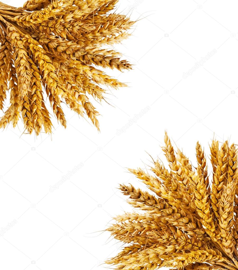 Ripe spikelets of wheat