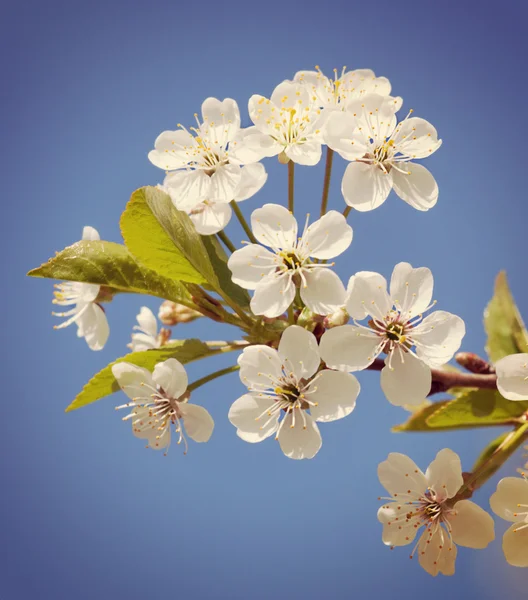 Spring cherry flowers — Stock Photo, Image