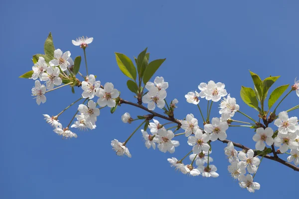 春には桜の花 — ストック写真