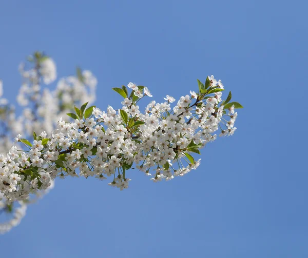 Wiosna kwiaty wiśni — Zdjęcie stockowe