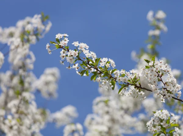 Flores de cereja de primavera — Fotografia de Stock