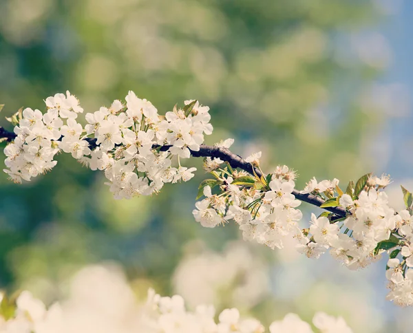 Kwitnąca gałąź wiśni — Zdjęcie stockowe