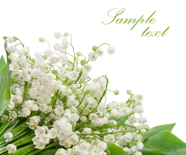 Lily of the valley flowers — Stock Photo, Image