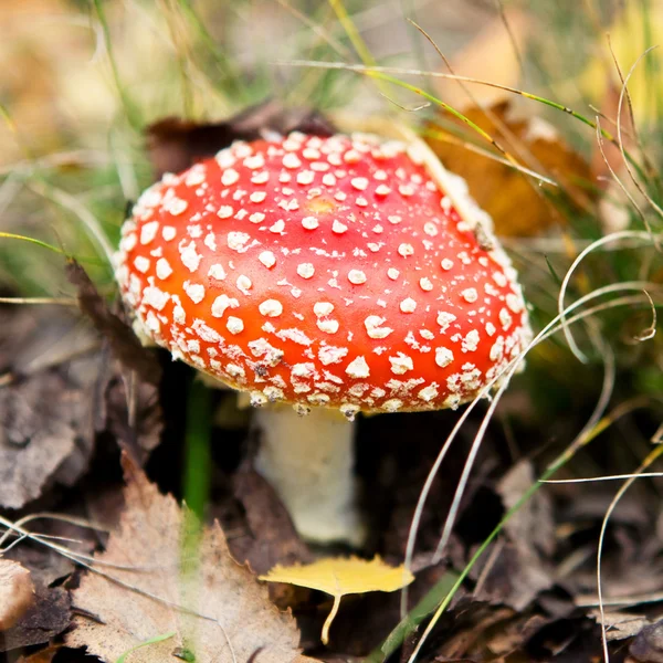 Cogumelo venenoso na floresta de outono — Fotografia de Stock
