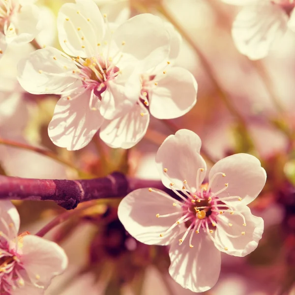 Cherry blossom backrgound — Stockfoto