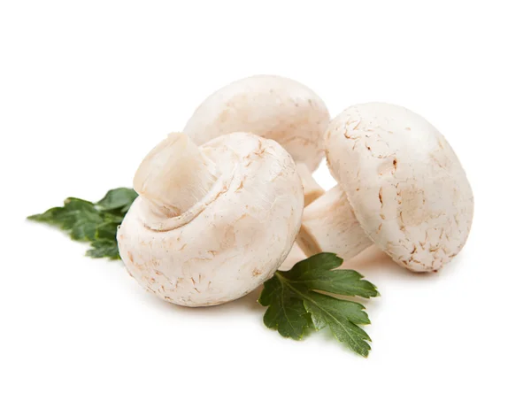 Färsk champignon-svamp — Stockfoto