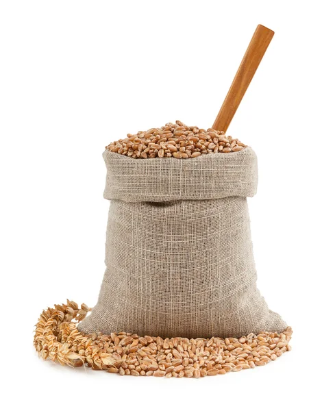 Wheat and ears — Stock Photo, Image