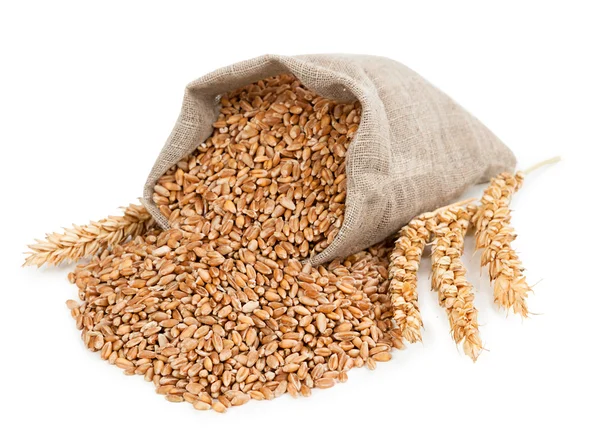 Pšenice a uši — Stock fotografie