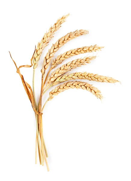Ripe wheat ears — Stock Image Ripe wheat ears Stock Photo