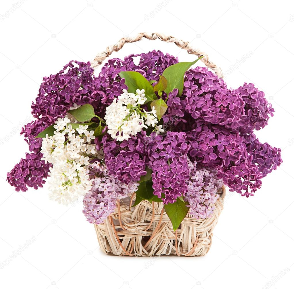 Lilac flowers in wicker basket