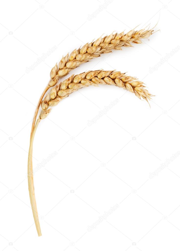 Two ripe wheat ears