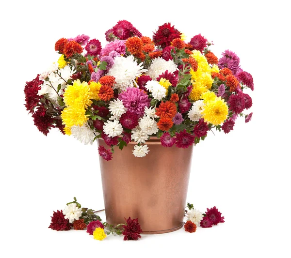 Bunte Chrysanthemenblüten — Stockfoto