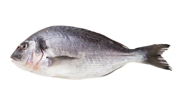 Fresh dorado fish isolated on white — Stock Photo, Image