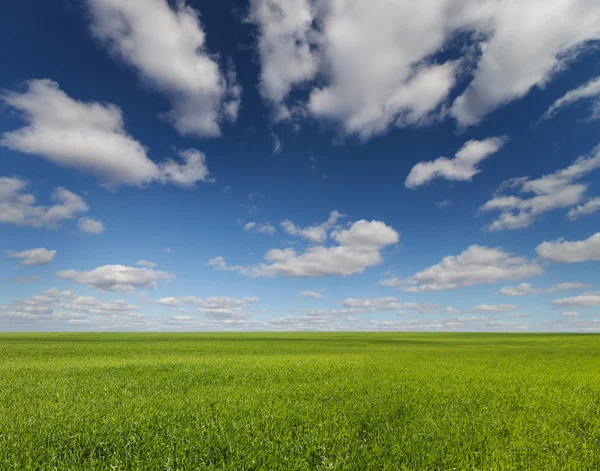 Зеленое травяное поле и яркое голубое небо — стоковое фото