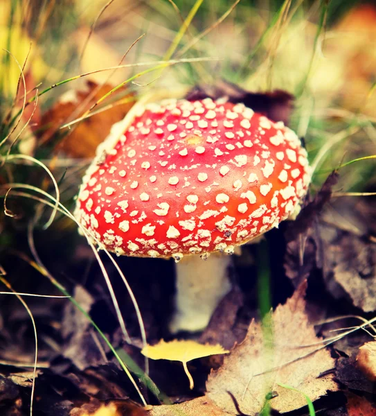 Fungo velenoso nella foresta autunnale. Versione hipster retrò — Foto Stock