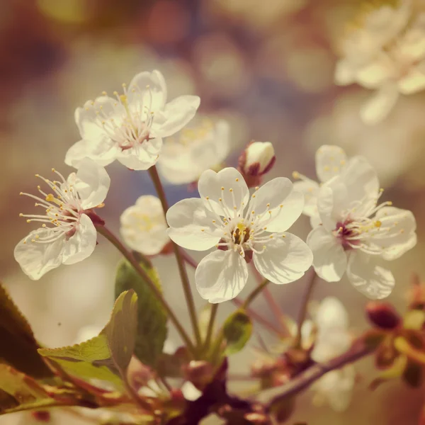 A branch of the cherry blossoms. Vintage retro hipster style ver — Stock Photo, Image