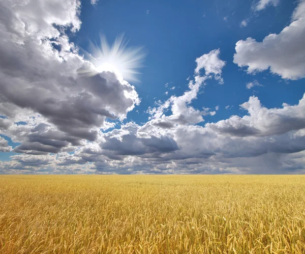 Ripe wheat field under cloudy sky — Stock Photo, Image