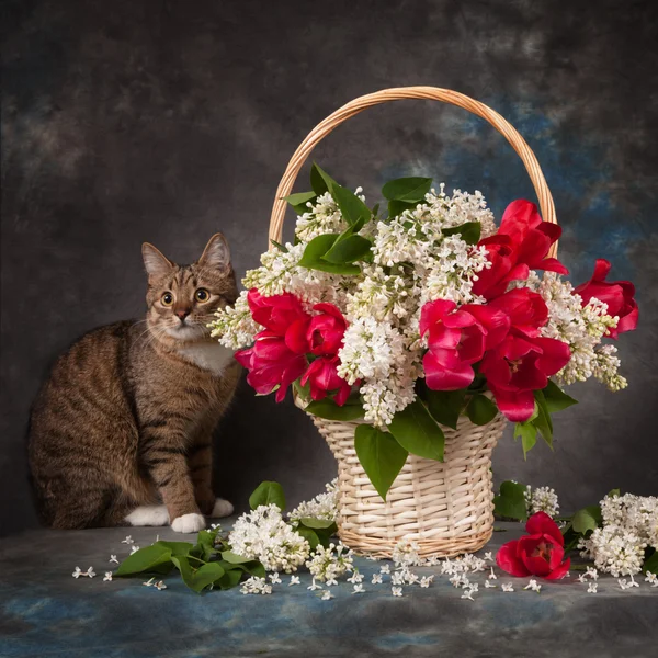 Land stilleven. Witte seringen, tulpen en kat. — Stockfoto