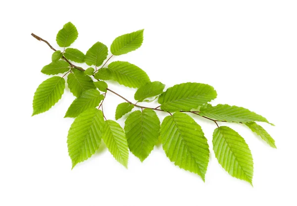 Ramo con foglie verdi isolate su fondo bianco — Foto Stock