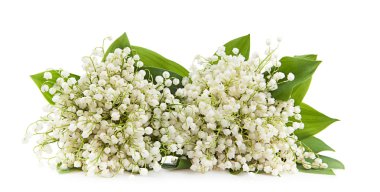 Lily vadi üzerinde beyaz bir arka plan izole