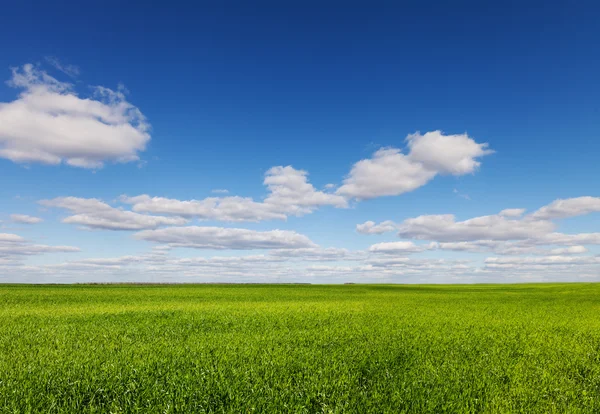 Campo de grama verde e céu azul brilhante — Fotografia de Stock