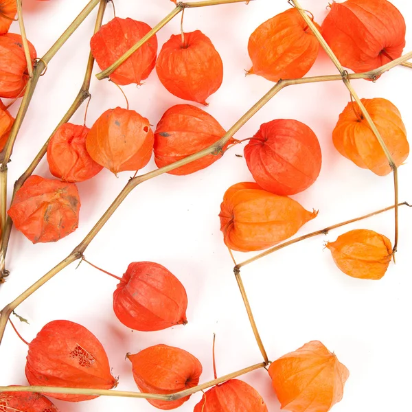 Les branches de Physalis isolées sur fond blanc — Photo