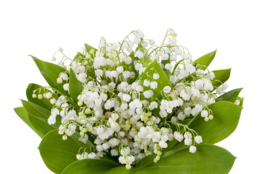 Vadinin zambakları beyaz arka planda izole.