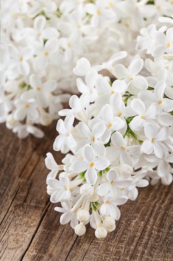 eski kurullarında güzel leylak